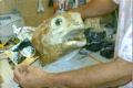 turtle-Before